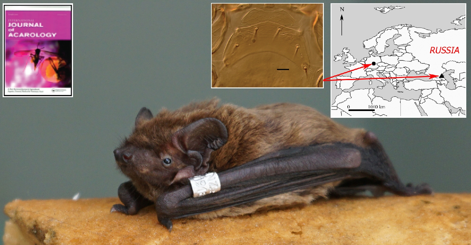 Ученые обнаружили новый вид клеща, паразитирующий на летучих мышах —  Пензенский государственный университет